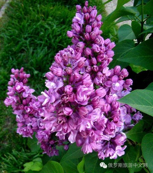 丁香六月激情国产,丁香六月的辉煌篇章  第3张