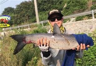 青鱼视频国产,青鱼视频引领国产短视频新潮流  第3张