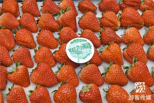 草莓国产在线  第2张