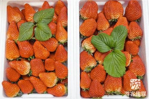 草莓国产在线  第3张